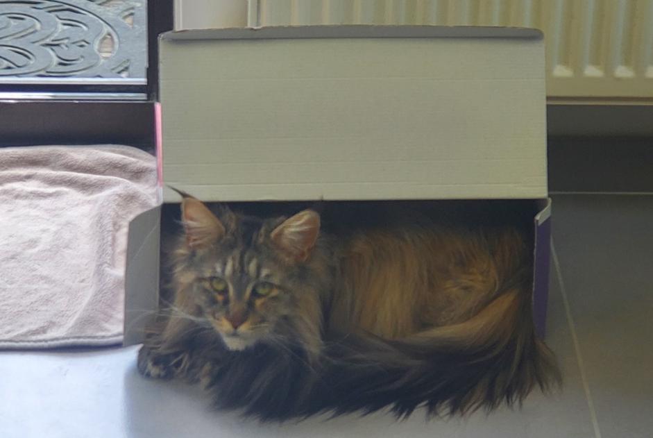 Vermisstmeldung Katze  Weiblich , 3 jahre Neuville-en-Ferrain Frankreich