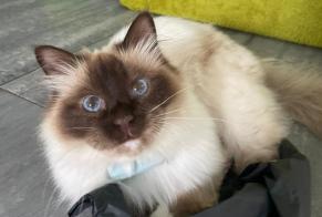 Vermisstmeldung Katze  Männliche , 3 jahre Meudon Frankreich