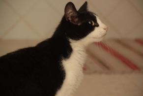 Vermisstmeldung Katze rassenmischung  Männliche , 4 jahre Savasse Frankreich