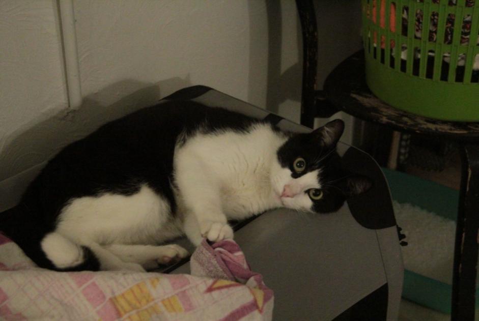 Vermisstmeldung Katze rassenmischung  Männliche , 4 jahre Savasse Frankreich