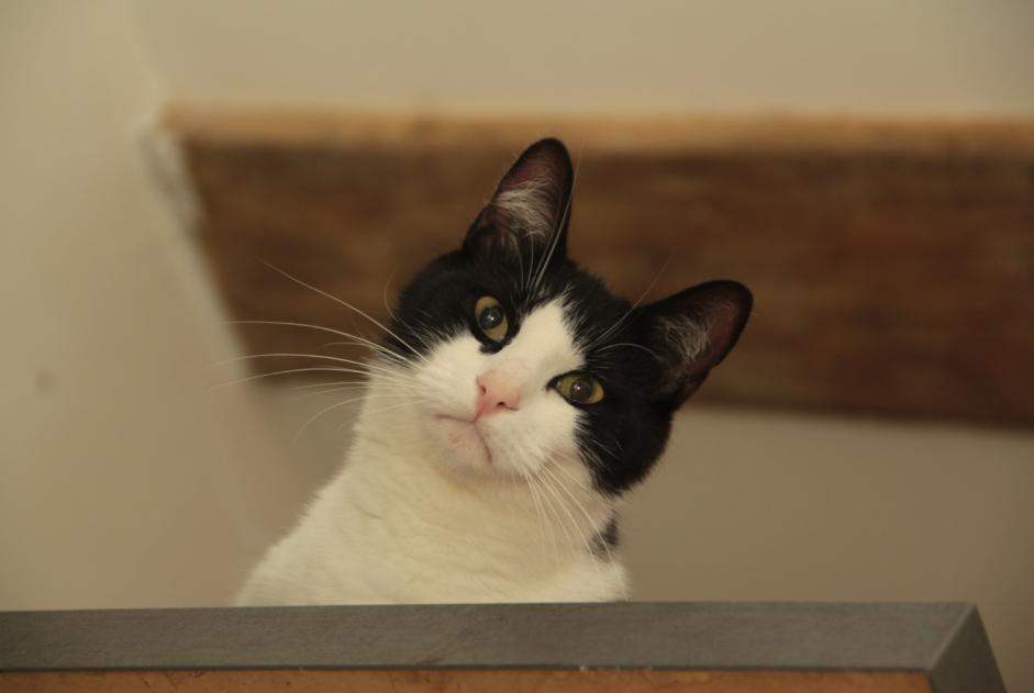 Vermisstmeldung Katze rassenmischung  Männliche , 4 jahre Savasse Frankreich