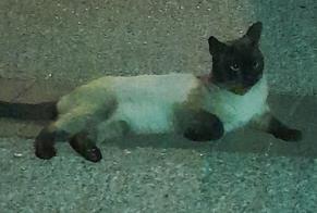 Fundmeldung Katze  Männliche Alfortville Frankreich