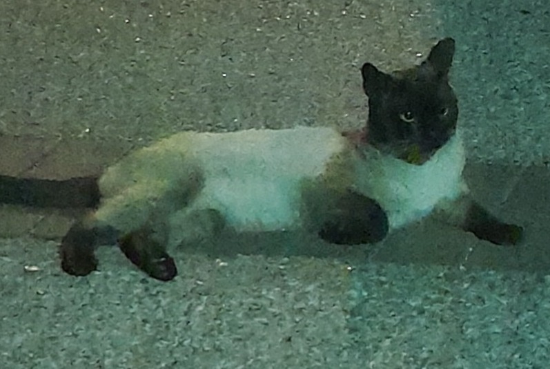 Fundmeldung Katze  Männliche Alfortville Frankreich
