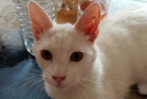 Vermisstmeldung Katze  Männliche , 1 jahre Le Thil Frankreich