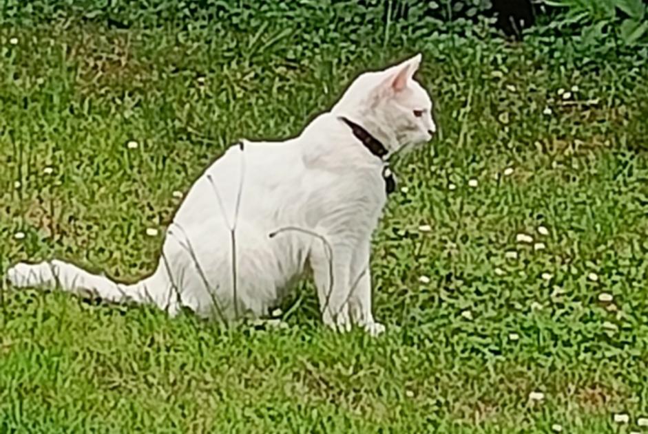 Vermisstmeldung Katze  Männliche , 1 jahre Le Thil Frankreich