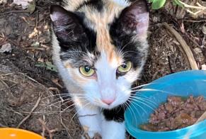 Fundmeldung Katze Weiblich Saint-Éloi Frankreich