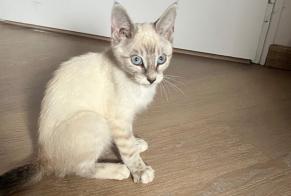 Fundmeldung Katze Männliche Francheleins Frankreich