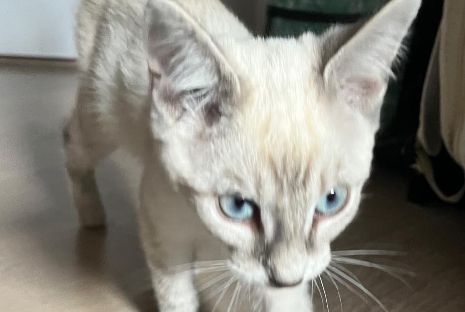 Fundmeldung Katze Männliche Francheleins Frankreich