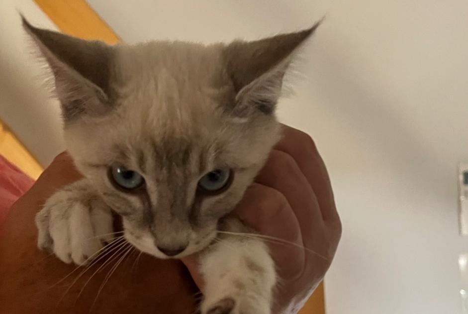 Fundmeldung Katze Männliche Francheleins Frankreich