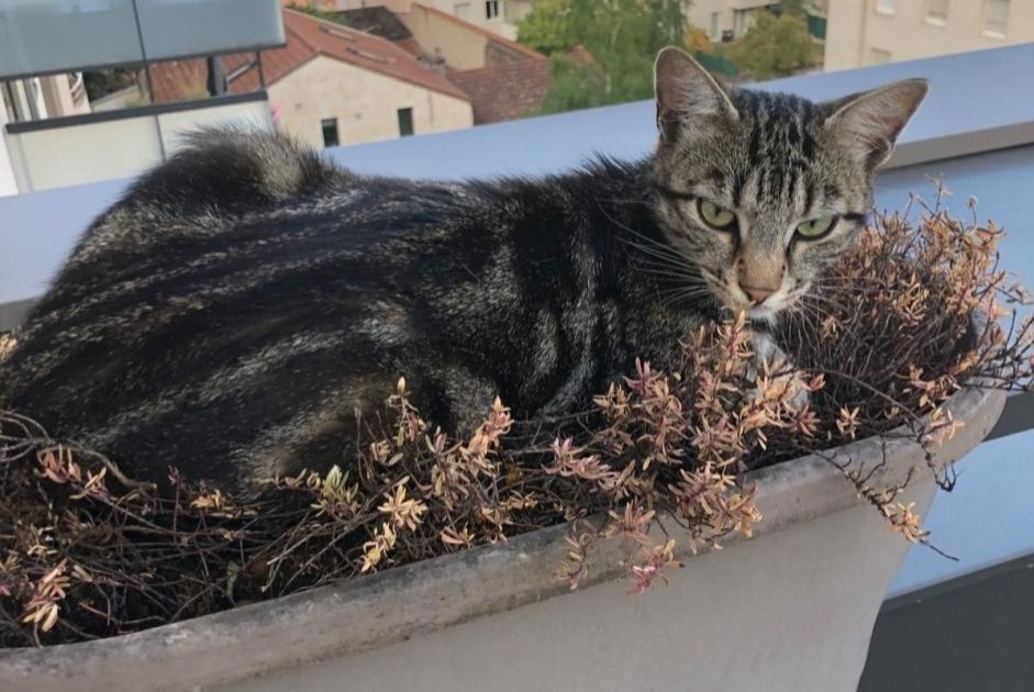 Vermisstmeldung Katze  Weiblich , 1 jahre Villeurbanne Frankreich