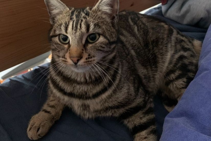 Vermisstmeldung Katze  Weiblich , 1 jahre Villeurbanne Frankreich