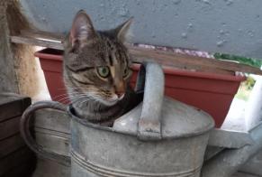 Vermisstmeldung Katze  Männliche , 2 jahre Longuenesse Frankreich
