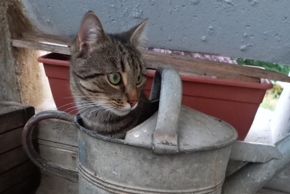 Vermisstmeldung Katze  Männliche , 2 jahre Longuenesse Frankreich