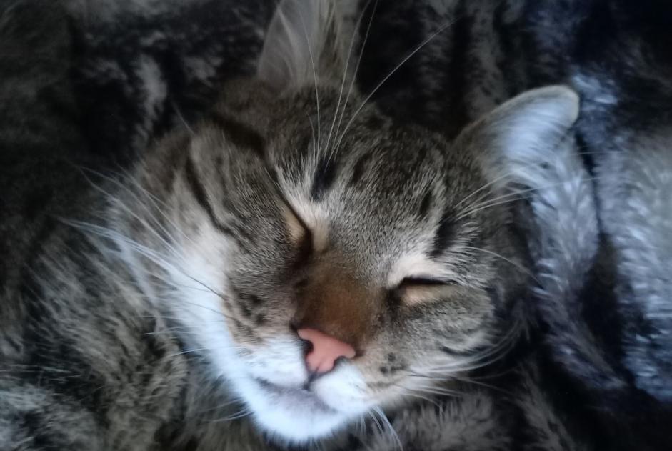 Vermisstmeldung Katze  Männliche , 2 jahre Longuenesse Frankreich