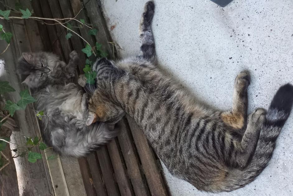 Vermisstmeldung Katze  Männliche , 2 jahre Longuenesse Frankreich