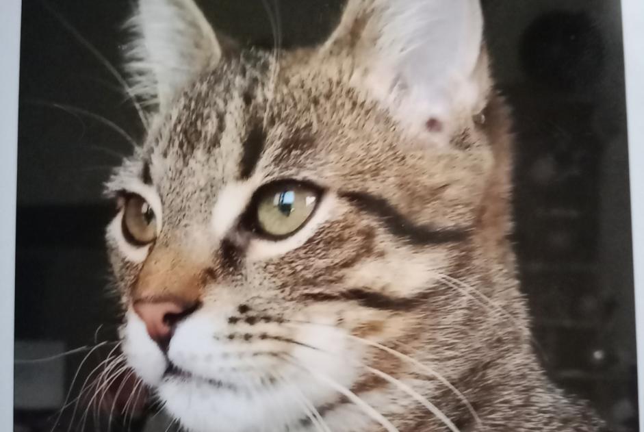 Vermisstmeldung Katze  Männliche , 2 jahre Longuenesse Frankreich