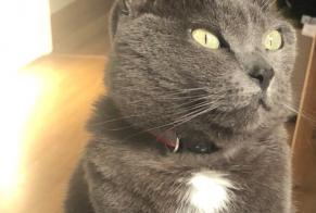 Vermisstmeldung Katze rassenmischung  Weiblich , 13 jahre Fatouville-Grestain Frankreich
