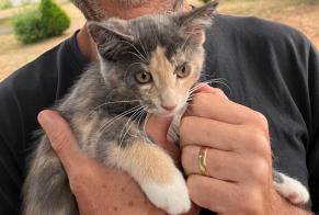 Fundmeldung Katze Weiblich Vouillé Frankreich