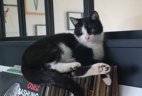 Vermisstmeldung Katze Weiblich , 1 jahre Laneuveville-devant-Nancy Frankreich
