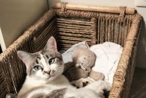 Vermisstmeldung Katze  Weiblich , 5 jahre Auradé Frankreich