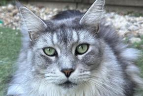 Vermisstmeldung Katze  Weiblich , 6 jahre Carcassonne Frankreich