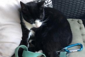 Vermisstmeldung Katze Männliche , 4 jahre Saint-Alban-Leysse Frankreich
