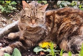 Vermisstmeldung Katze  Weiblich , 13 jahre Chatou Frankreich