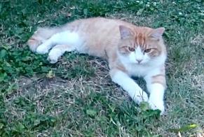 Vermisstmeldung Katze Männliche , 1 jahre Vayrac Frankreich