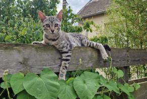 Fundmeldung Katze rassenmischung  Männliche Boffres Frankreich