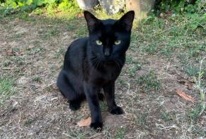 Fundmeldung Katze Männliche Poitiers Frankreich