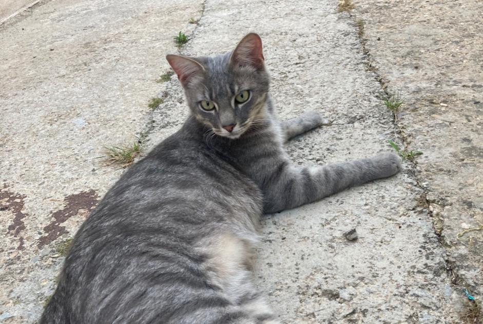 Vermisstmeldung Katze rassenmischung  Männliche , 2 jahre Gallargues-le-Montueux Frankreich