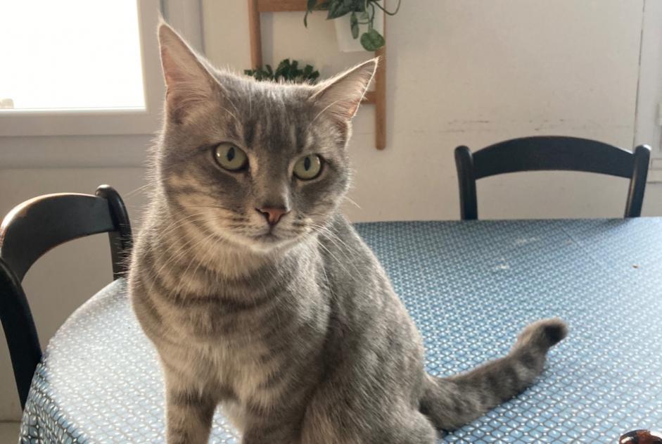 Vermisstmeldung Katze rassenmischung  Männliche , 2 jahre Gallargues-le-Montueux Frankreich