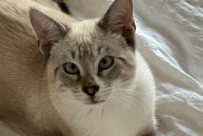 Vermisstmeldung Katze rassenmischung  Männliche , 2 jahre Tresses Frankreich