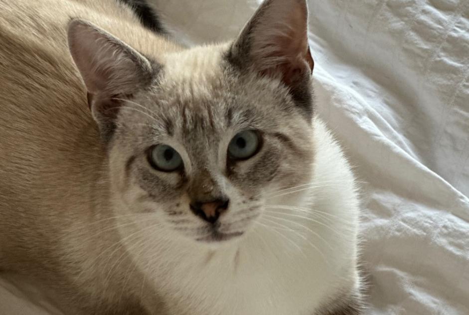 Vermisstmeldung Katze rassenmischung  Männliche , 2 jahre Tresses Frankreich