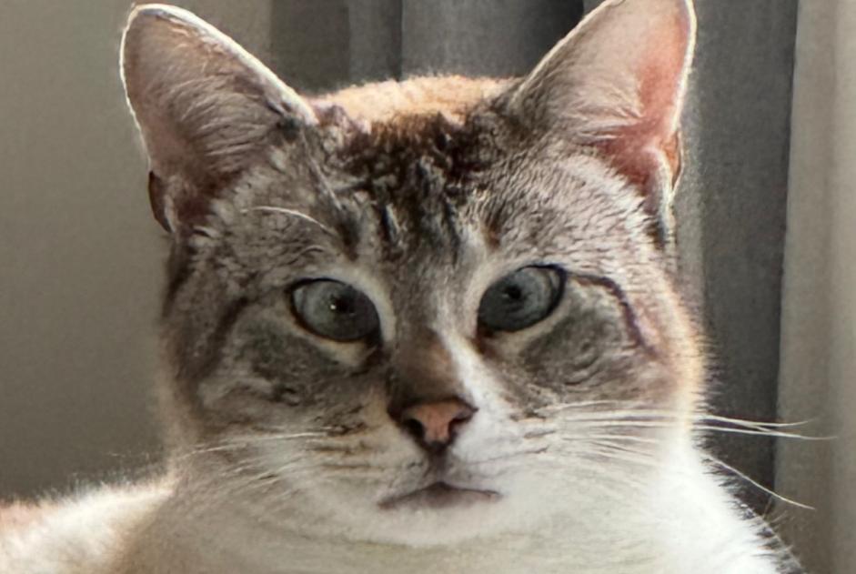 Vermisstmeldung Katze rassenmischung  Männliche , 2 jahre Tresses Frankreich