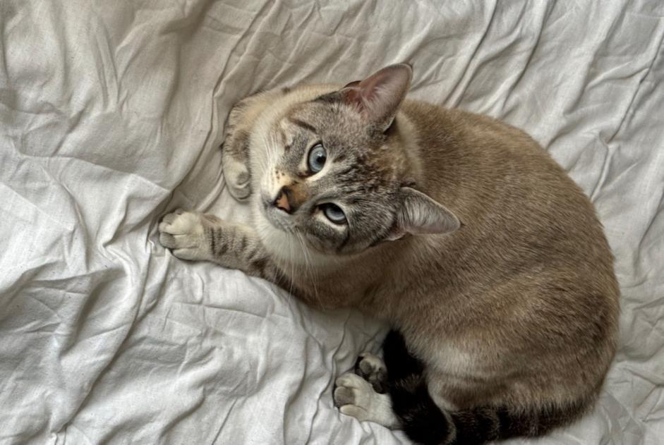 Vermisstmeldung Katze rassenmischung  Männliche , 2 jahre Tresses Frankreich