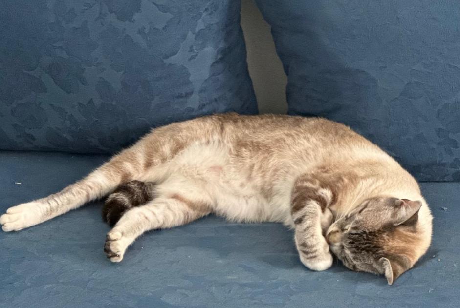 Vermisstmeldung Katze rassenmischung  Männliche , 2 jahre Tresses Frankreich