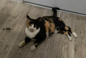 Fundmeldung Katze Weiblich Albi Frankreich