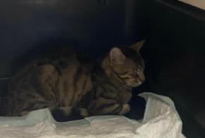 Fundmeldung Katze Männliche , Zwischen 7 und 9 Monaten Romagne Frankreich