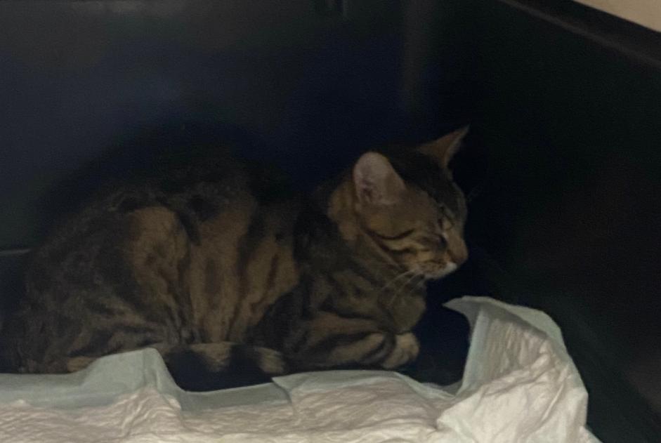 Fundmeldung Katze Männliche , Zwischen 7 und 9 Monaten Romagne Frankreich