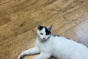 Fundmeldung Katze Weiblich Roubaix Frankreich