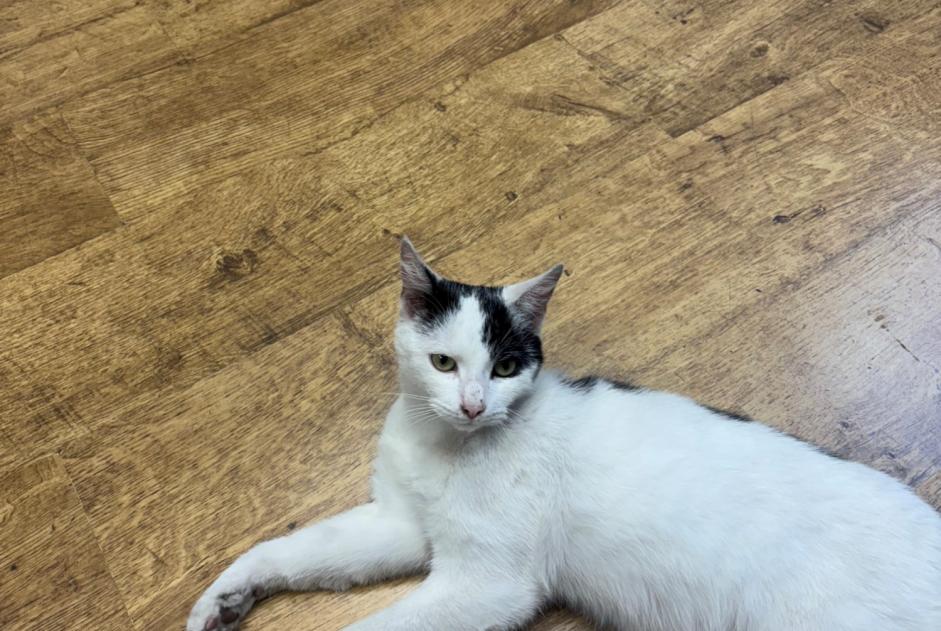 Fundmeldung Katze Weiblich Roubaix Frankreich