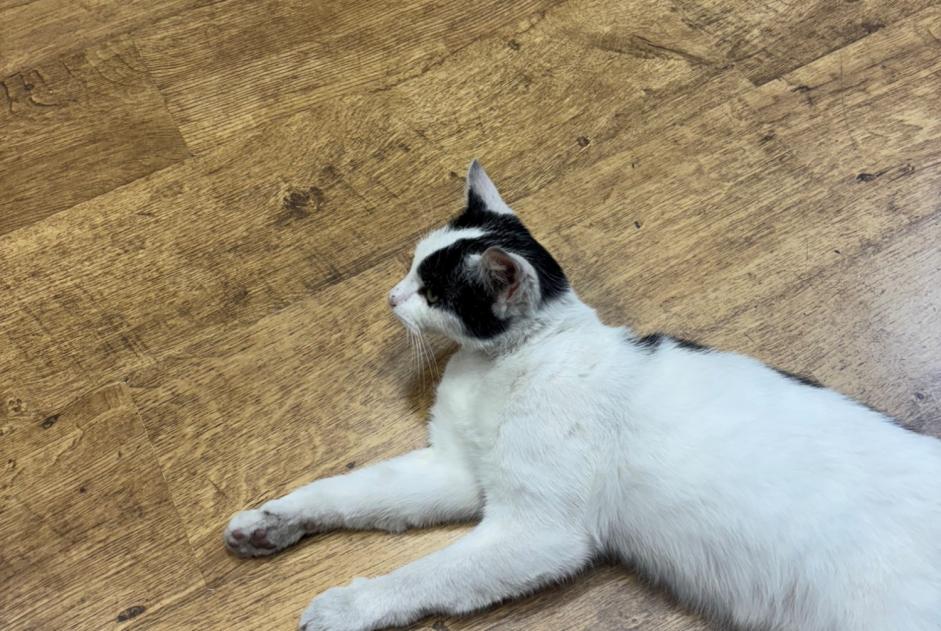 Fundmeldung Katze Weiblich Roubaix Frankreich