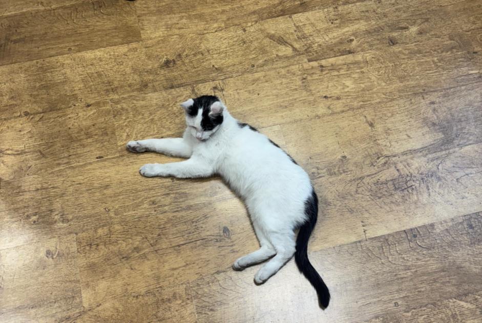 Fundmeldung Katze Weiblich Roubaix Frankreich