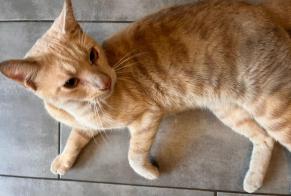 Fundmeldung Katze Männliche Romainville Frankreich