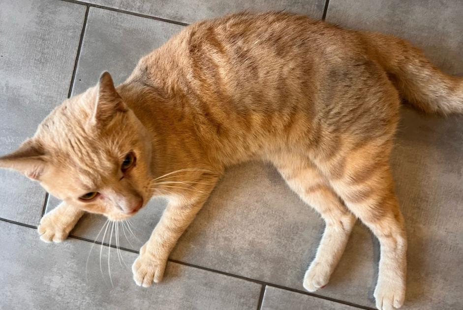 Fundmeldung Katze Männliche Romainville Frankreich