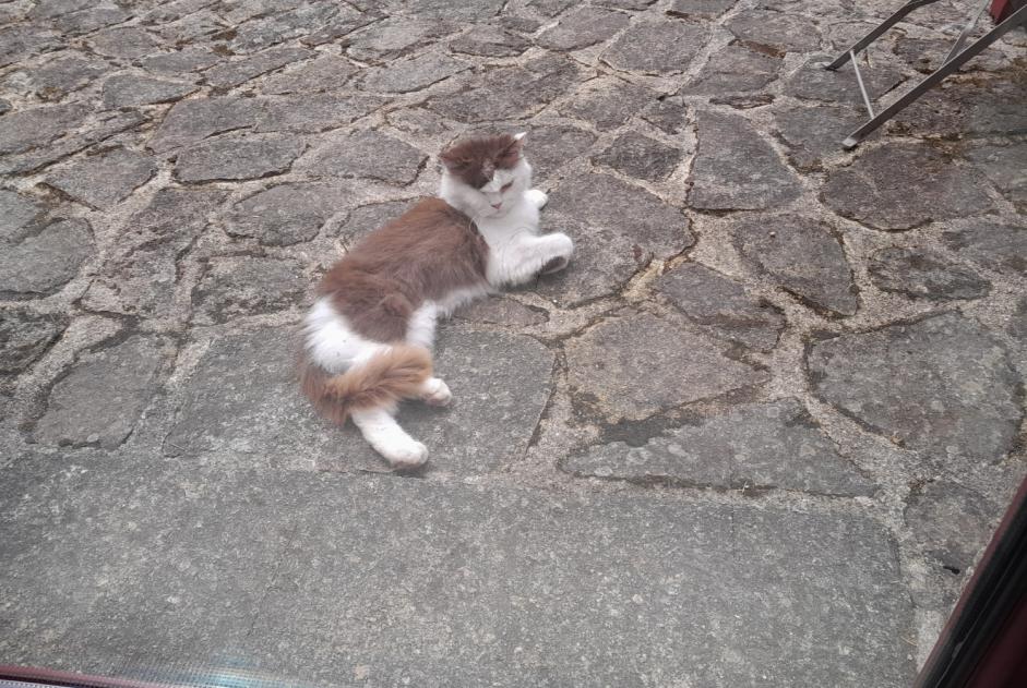 Fundmeldung Katze Unbekannt Kermoroc'h Frankreich