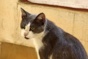 Fundmeldung Katze   Unbekannt Sanary-sur-Mer Frankreich
