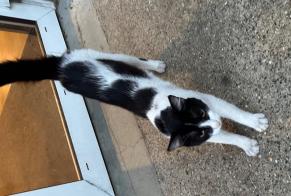 Fundmeldung Katze Männliche Toulouse Frankreich