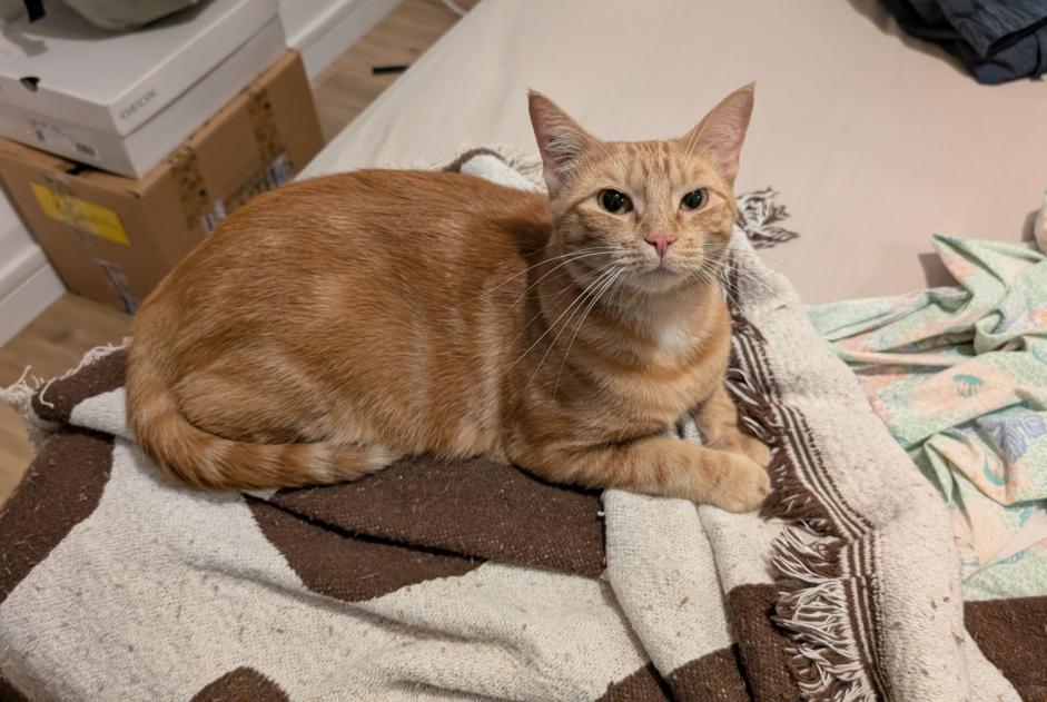 Vermisstmeldung Katze  Weiblich , 4 jahre Le Pré-Saint-Gervais Frankreich